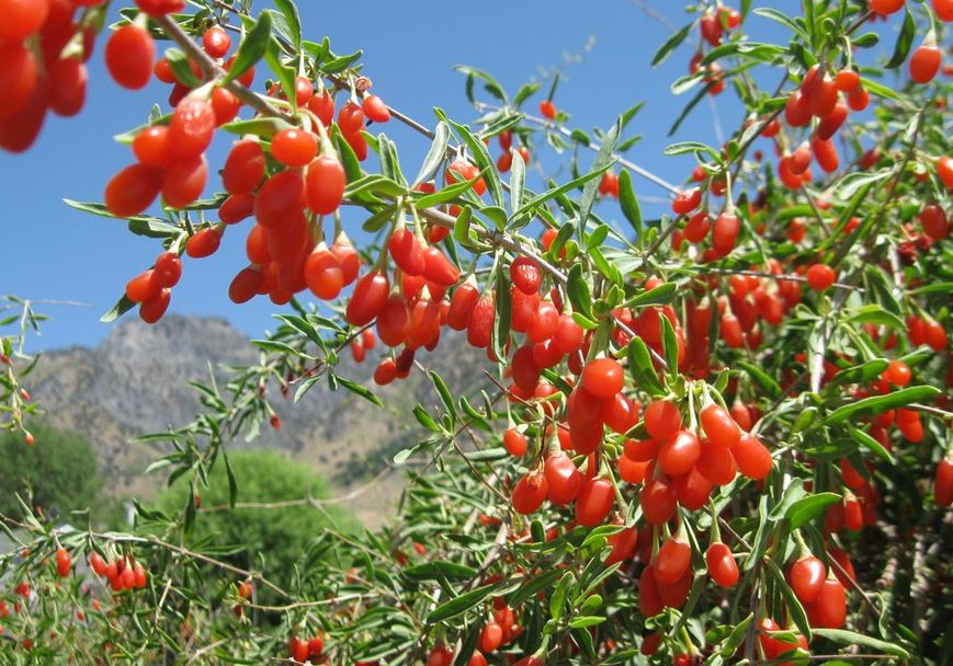 wolfberry